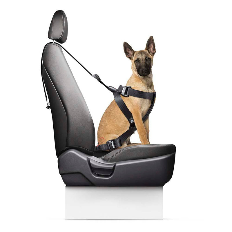 Dog wearing car safety harness secured with ISOFIX belt on car seat