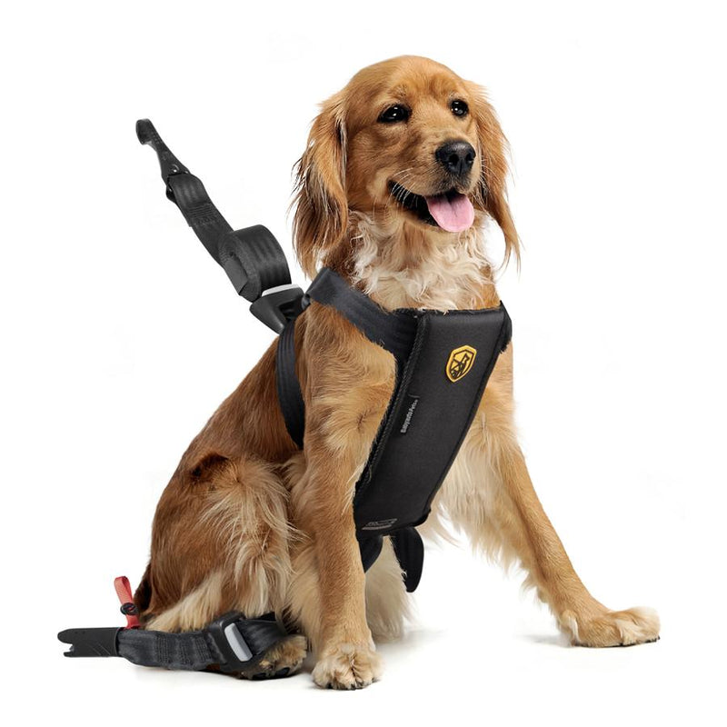 Dog wearing a black pet travel safety harness with seatbelt attachment on white background