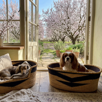 Two dogs resting in handmade woven pet baskets beside an open door, with blooming trees outside