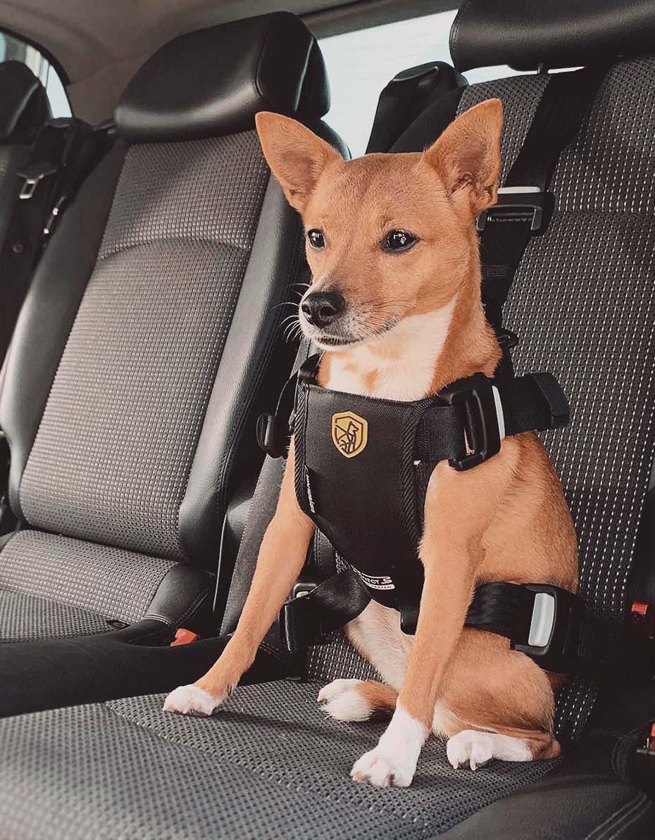 Cestas y camas para perros Secure Pets